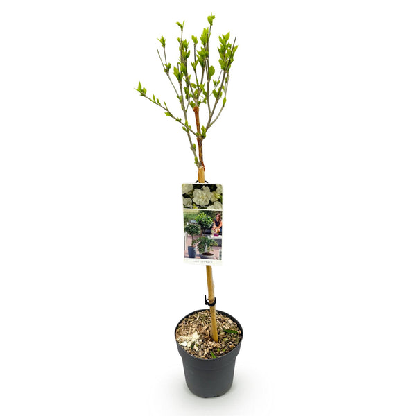 Hibiscus op stam - Hibiscus syriacus 'White Chiffon' - wit - Ø19cm - ↕90cm