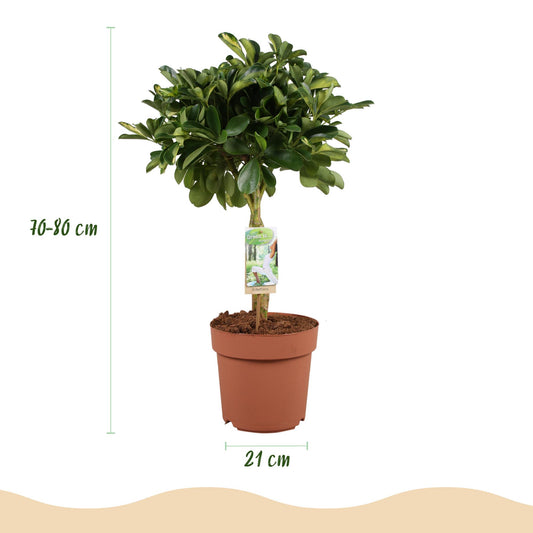 Vingerboom - Schefflera Gold Capelle - Goud - Ø21cm - ↕70-80cm