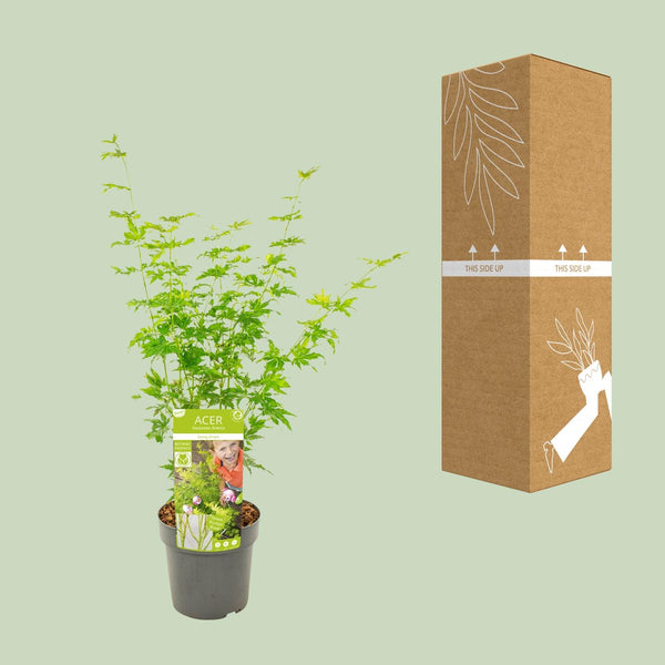 Japanse Esdoorn - Acer palmatum Going Green - Ø19cm - ↕50cm
