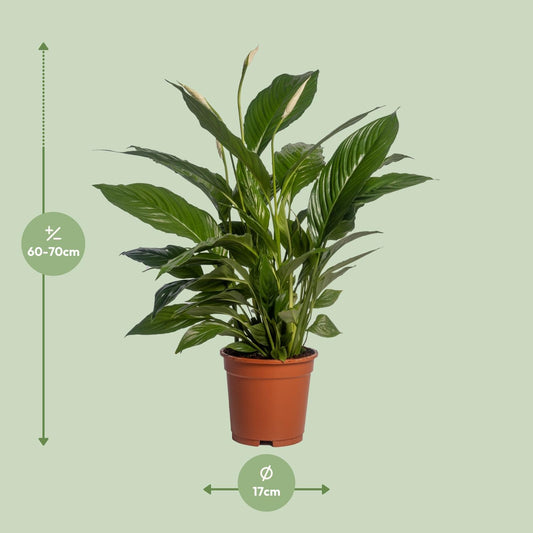 Lepelbloem - Spathiphyllum Vivaldi - Ø17cm - ↕70cm