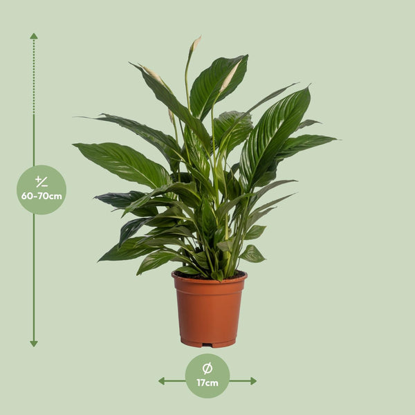 Lepelbloem - Spathiphyllum Vivaldi - Ø17cm - ↕70cm