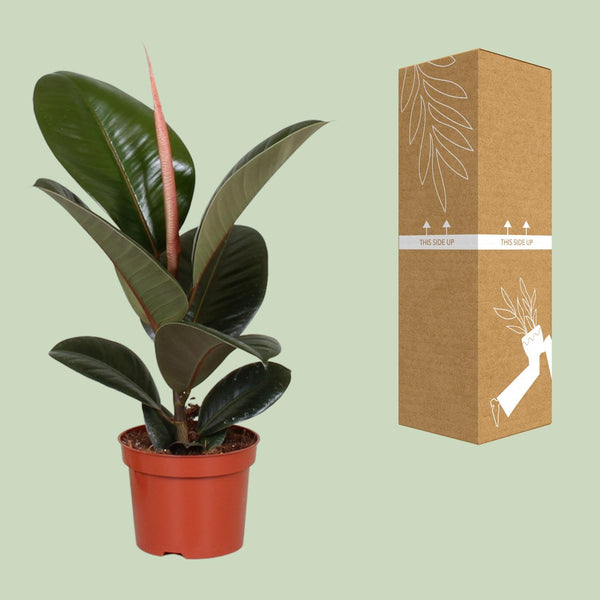 Rubberboom - Ficus elastica Robusta - Ø12cm - ↕35cm
