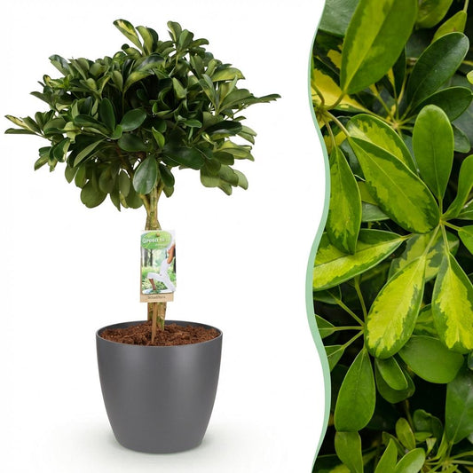 Vingerboom - Schefflera Gold Capelle - Goud - Ø21cm - ↕70-80cm