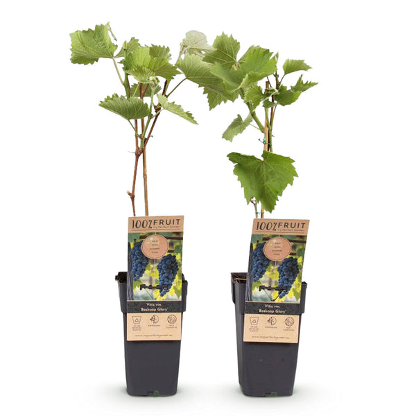 Druif - Vitis vinifera Boskoop Glory - Ø15cm - ↕50cm