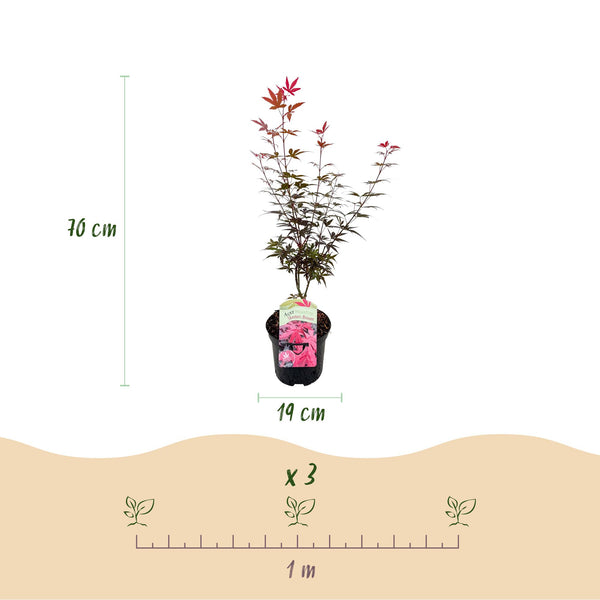 Japanse Esdoorn - Acer palmatum Skeetsers Broom - Paars - Ø19cm - ↕70cm