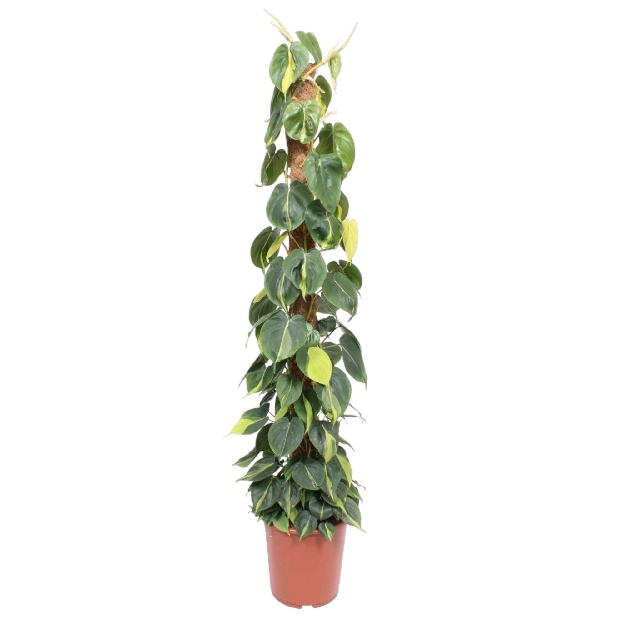 Philodendron Scandens Brasil mosstok - Ø27cm - ↕150cm
