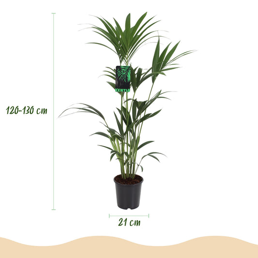 Kentiapalm - Howea forsteriana - Ø21cm - ↕120-130cm