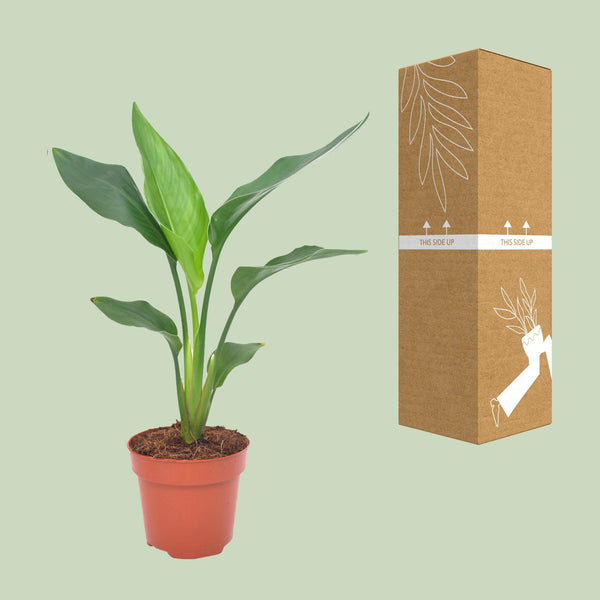 Paradijsvogelplant - Strelitzia reginae - Ø12cm - ↕40cm