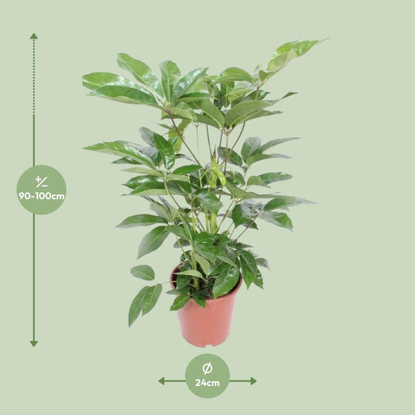 Vingerboom - Schefflera Actinophylla Amate - Ø24cm - ↕100cm