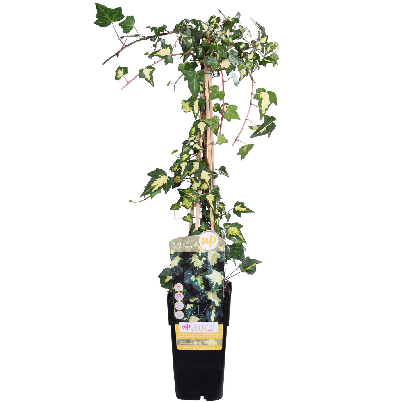 Klimop - Hedera helix 'Goldheart' - Ø15cm - ↕65cm