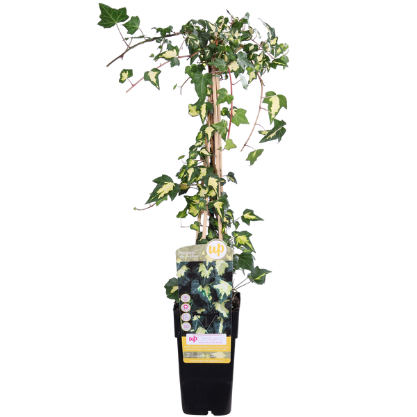 Klimop - Hedera helix 'Goldheart' - Ø15cm - ↕65cm