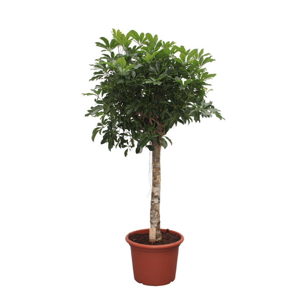 Vingerboom - Schefflera Arboricola Compacta - Ø35cm - ↕180cm
