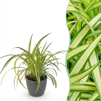 Bonte graslelie - Chlorophytum comosum 'Variegatum' - incl. sierpot grijs - Ø12cm - ↕20cm