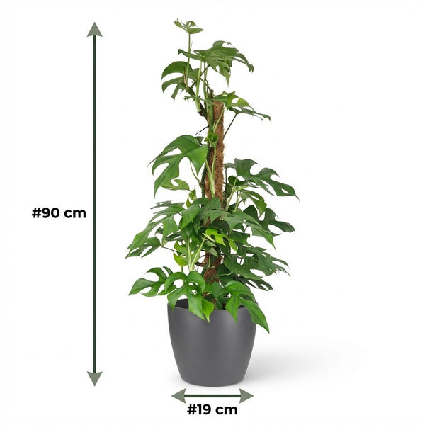 Mini Gatenplant - Monstera Minima Mosstok - Ø19cm - ↕90cm