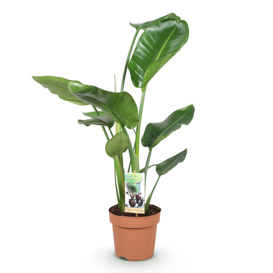 Witte paradijsvogelplant - Strelitzia nicolai - Ø17cm - ↕70-90cm