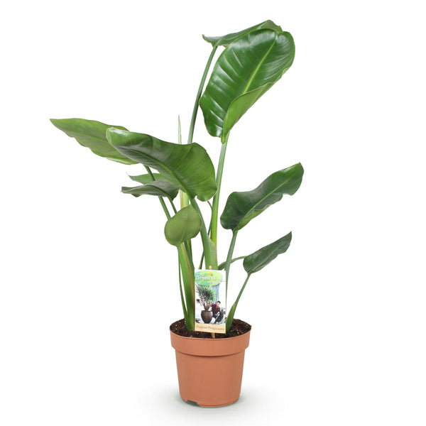Witte paradijsvogelplant - Strelitzia nicolai - Ø17cm - ↕70-90cm