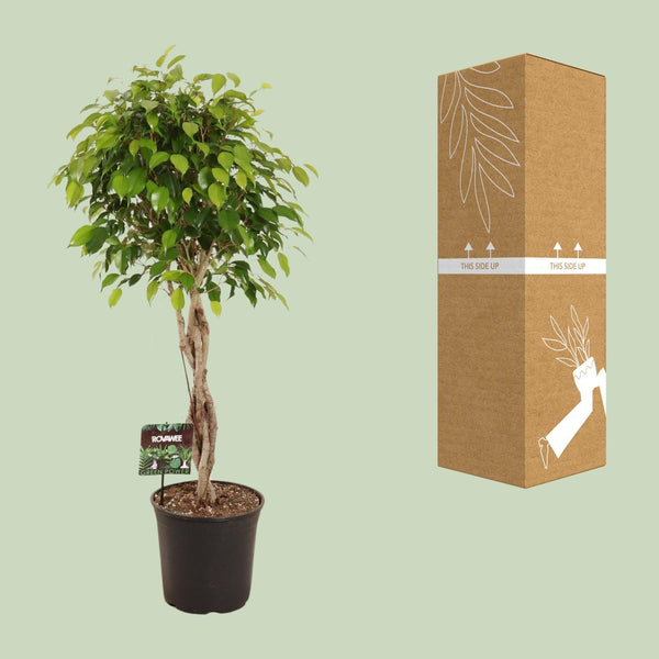 Treurvijg - Ficus benjamina Exotica - Ø27cm - ↕120cm