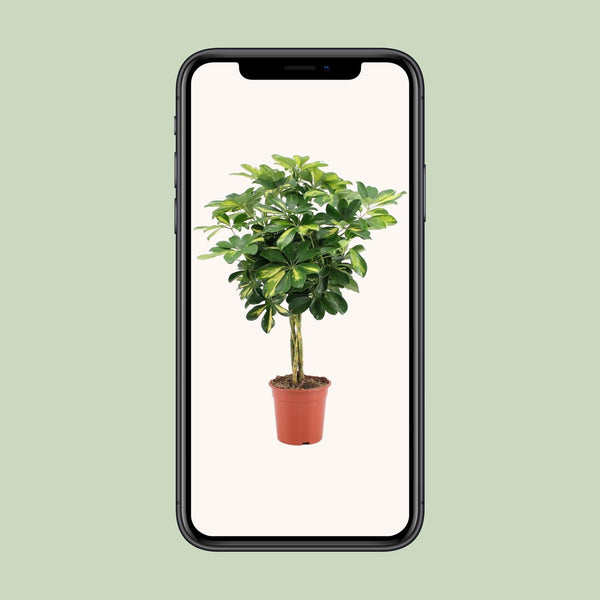 Vingerboom - Schefflera Arboricola Gold Capella - Ø19cm - ↕75cm