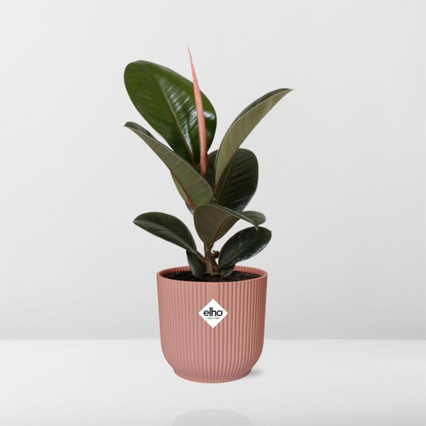 Rubberboom - Ficus elastica ‘Robusta’ - incl. Elho Vibes Fold Roze - ↕14cm
