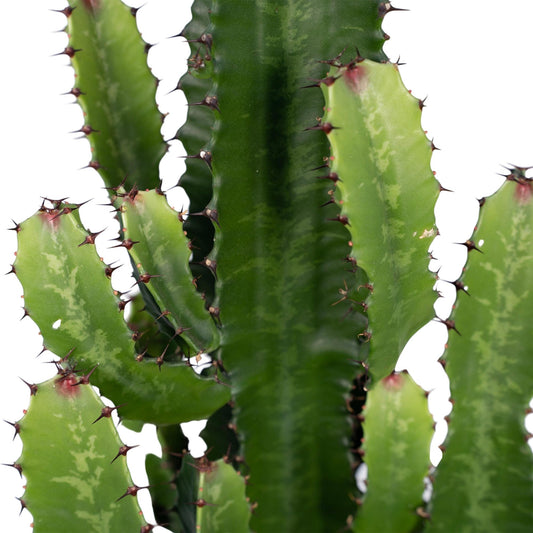 Wolfsmelk - Euphorbia Acrurensis - Ø24cm - ↕60cm