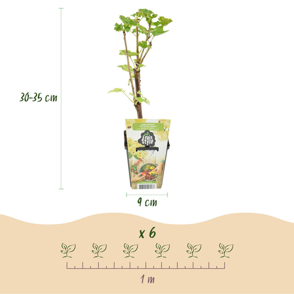 Witte Bes - Ribes rubrum Witte Hollander - Ø9cm