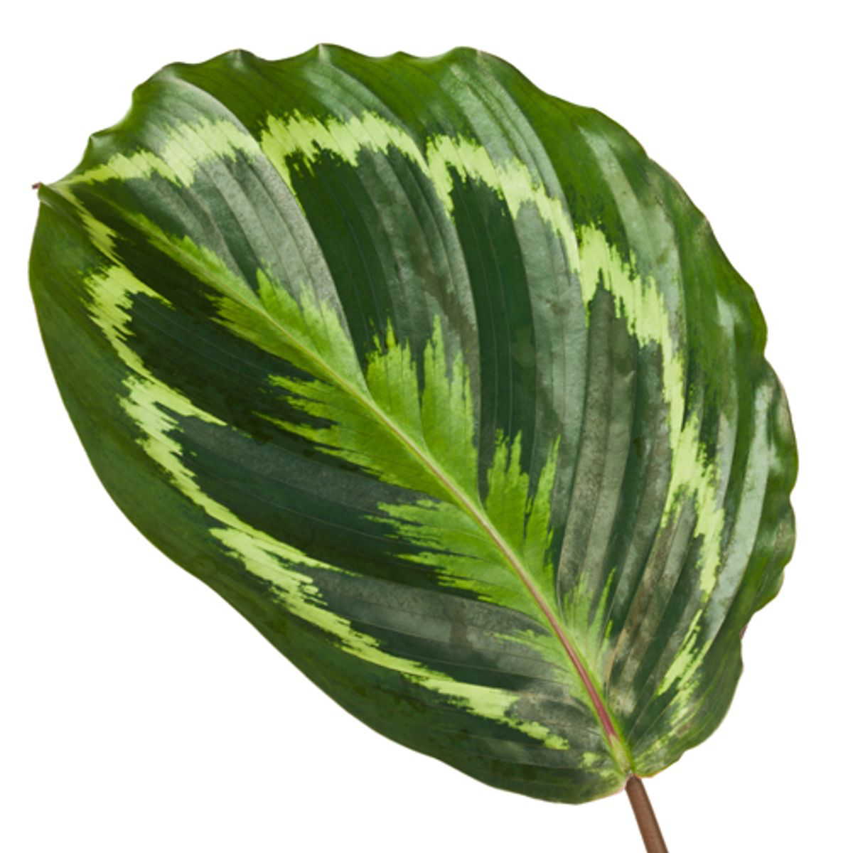 Calathea Medallion - Ø24cm - ↕80cm