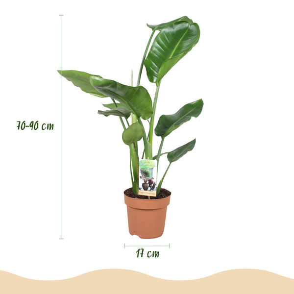 Witte paradijsvogelplant - Strelitzia nicolai - Ø17cm - ↕70-90cm