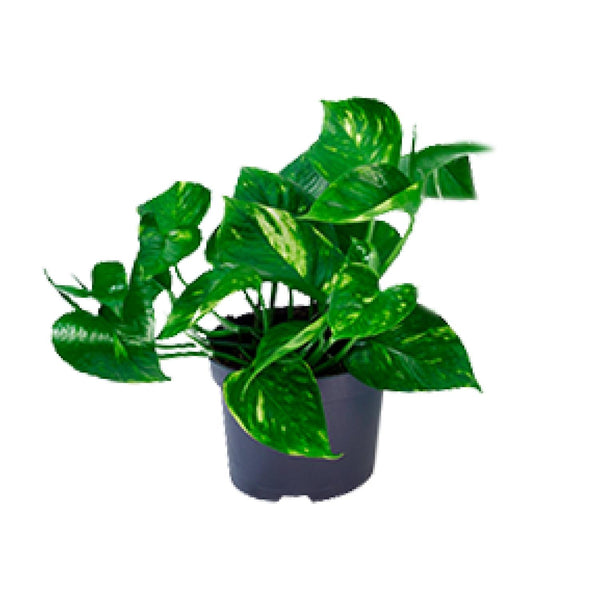 Pothos - Epipremnum aureum - Ø12cm - ↕20cm