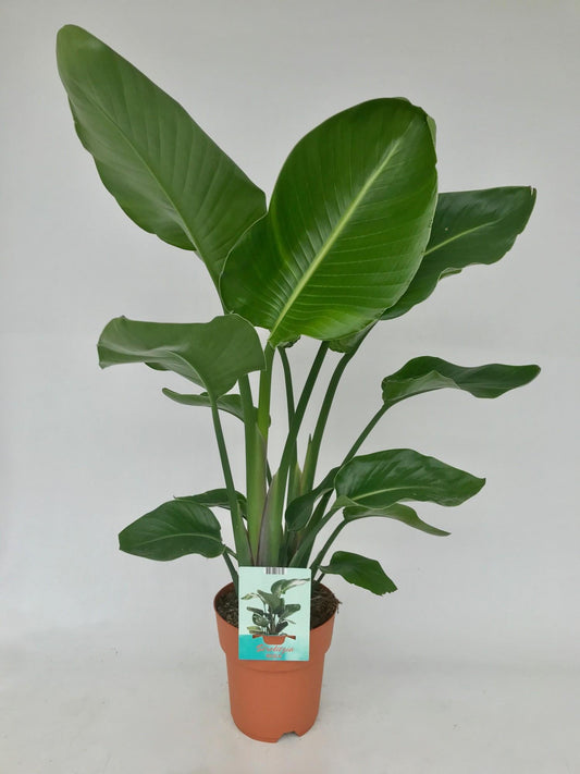 Witte paradijsvogelplant - Strelitzia nicolai - Ø19cm - ↕95cm
