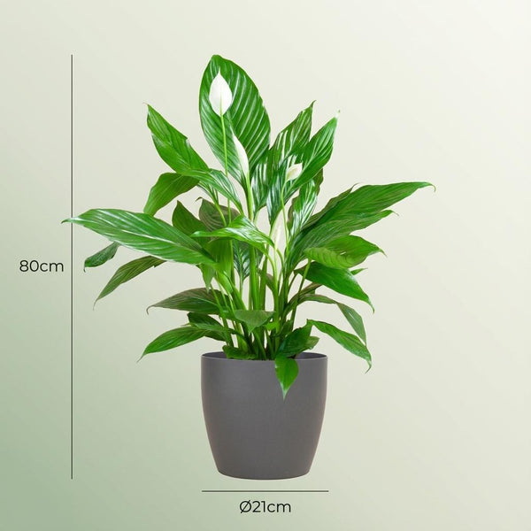 Lepelbloem - Spathiphyllum - incl. Pot - Grijs - Ø21cm - ↕80cm