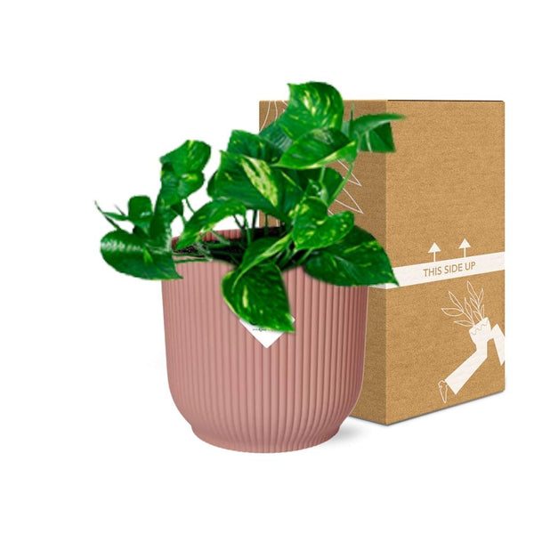 Pothos - Epipremnum pinnatum - incl. Elho Vibes Fold Roze - ↕14cm