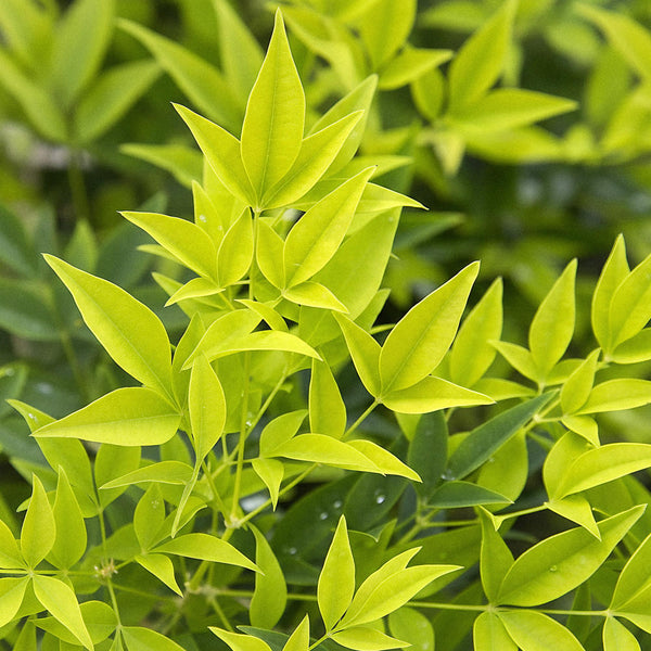 Hemelse bamboe - Nandina domestica 'Lemon & Lime' - Ø17cm - ↕45cm