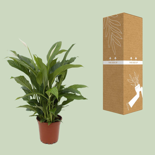 Lepelbloem - Spathiphyllum Torelli - Ø17cm - ↕65cm