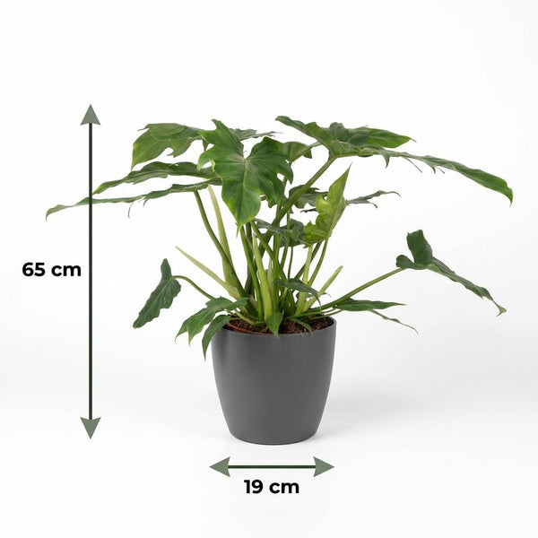 Philodendron Lacerum - Ø19cm - ↕65cm