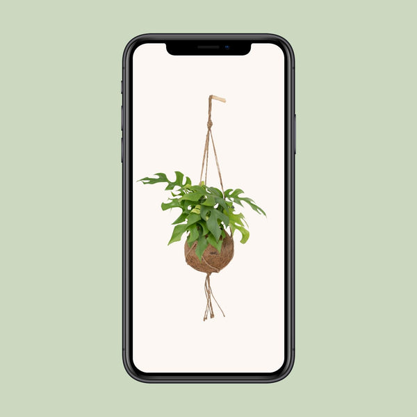 Gatenplant - Kokodama Monstera Minima Hang - Ø15cm - ↕25cm