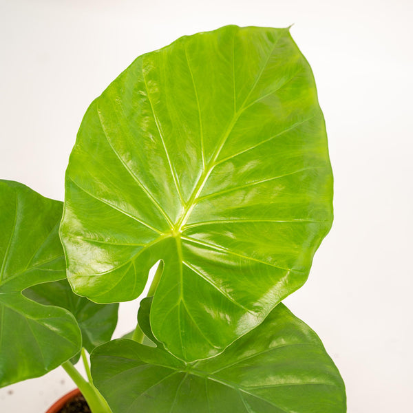 Olifantsoor - Alocasia Macrorrhiza - incl. Mand Selin - Ø19cm - ↕70cm