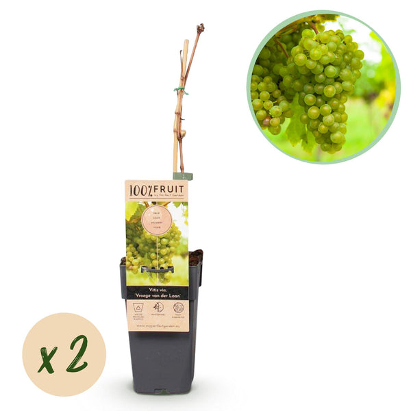 Druif - Vitis vinifera Vroege van der Laan - Ø15cm - ↕50cm