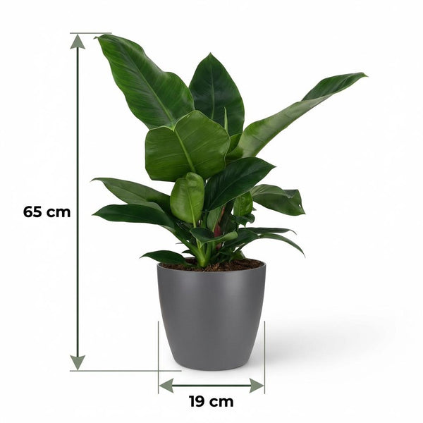 Philodendron Imperial Green - Ø19cm - ↕65cm
