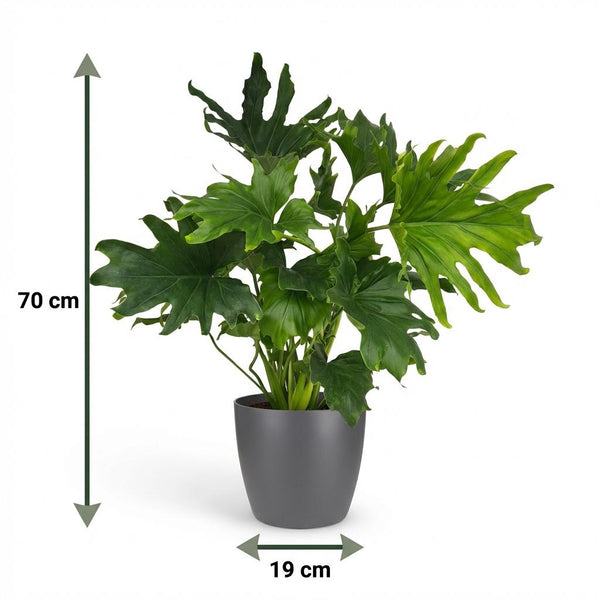 Philodendron Lickety split - Ø19cm - ↕70cm