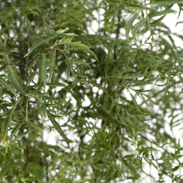 Polyscias Fruticosa - Ø21cm - ↕75cm