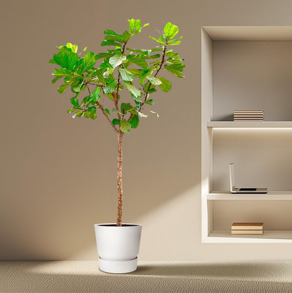 Vioolbladplant - Ficus lyrata XXXL - Ø45cm - ↕270cm