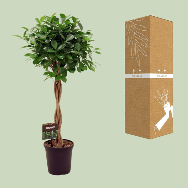 Vijgenboom - Ficus Micr. Moclame - Ø23cm - ↕110cm