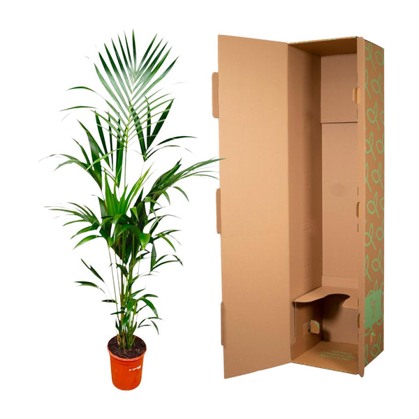 Kentiapalm - Kentia palm - Ø21cm - ↕180cm