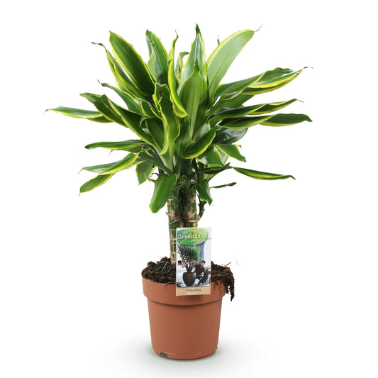 Drakenbloedboom - Dracaena fragrans Golden Coast - Ø17cm - ↕50-55cm