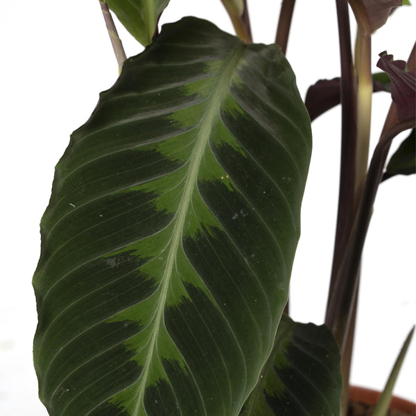 Pauwenplant - Calathea Warscewiczii - Ø19cm - ↕70cm