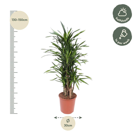 Drakenbloedboom - Dracaena Riki - Ø30cm - ↕140cm