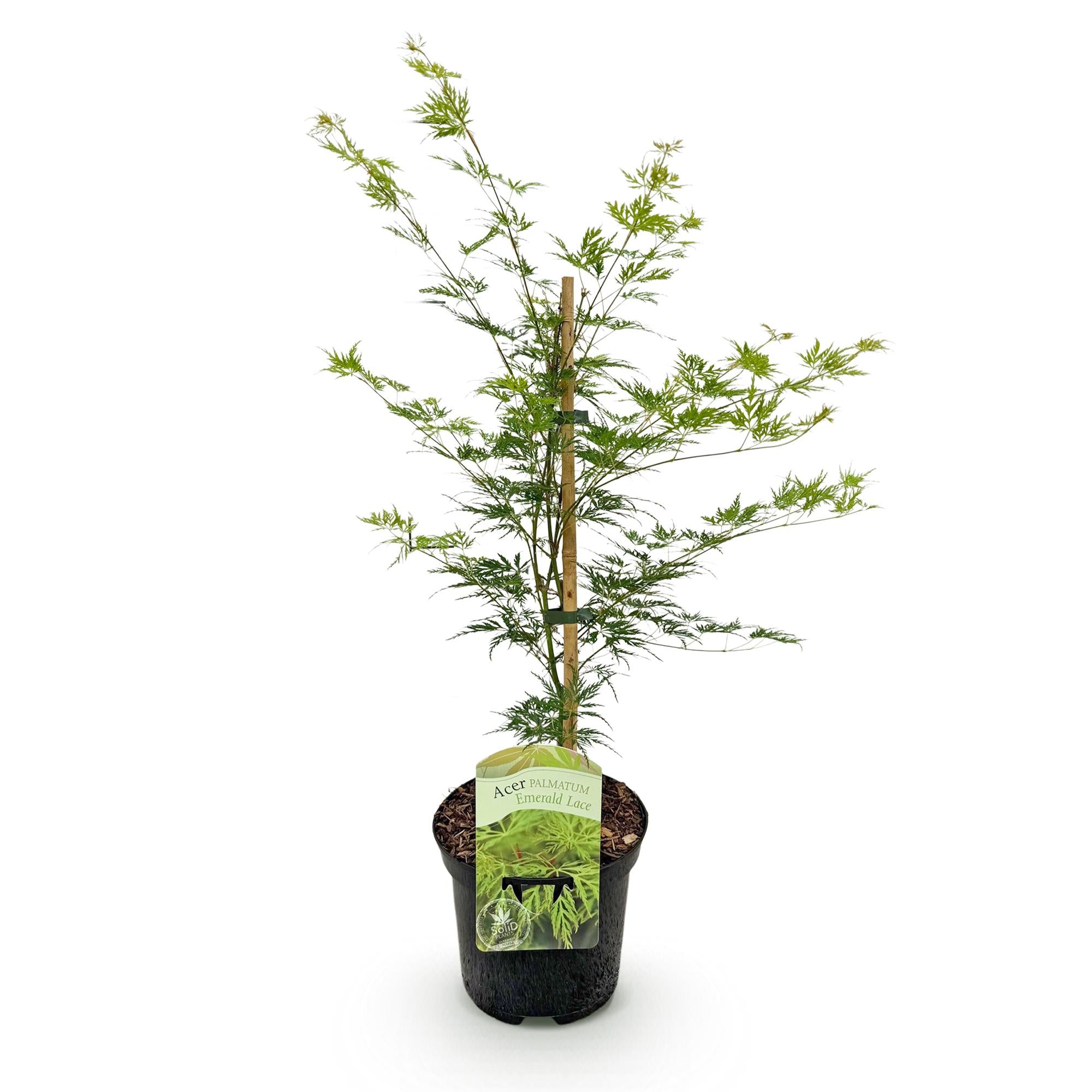 Japanse Esdoorn - Acer palmatum Emerald Lace - Ø19cm - ↕70cm