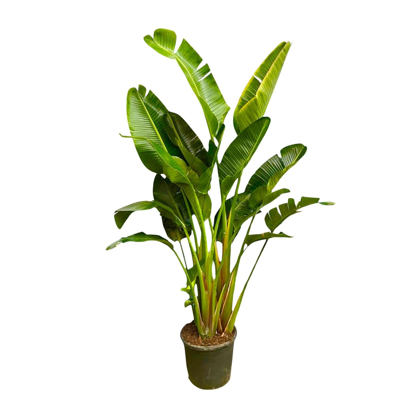 Paradijsvogelplant - Strelitzia Augusta multi stam XXL - ↕250cm