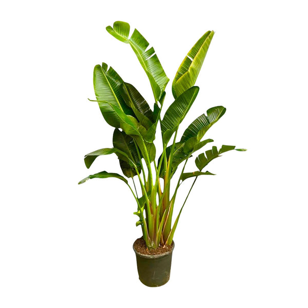 Paradijsvogelplant - Strelitzia Augusta multi stam XXL - ↕250cm
