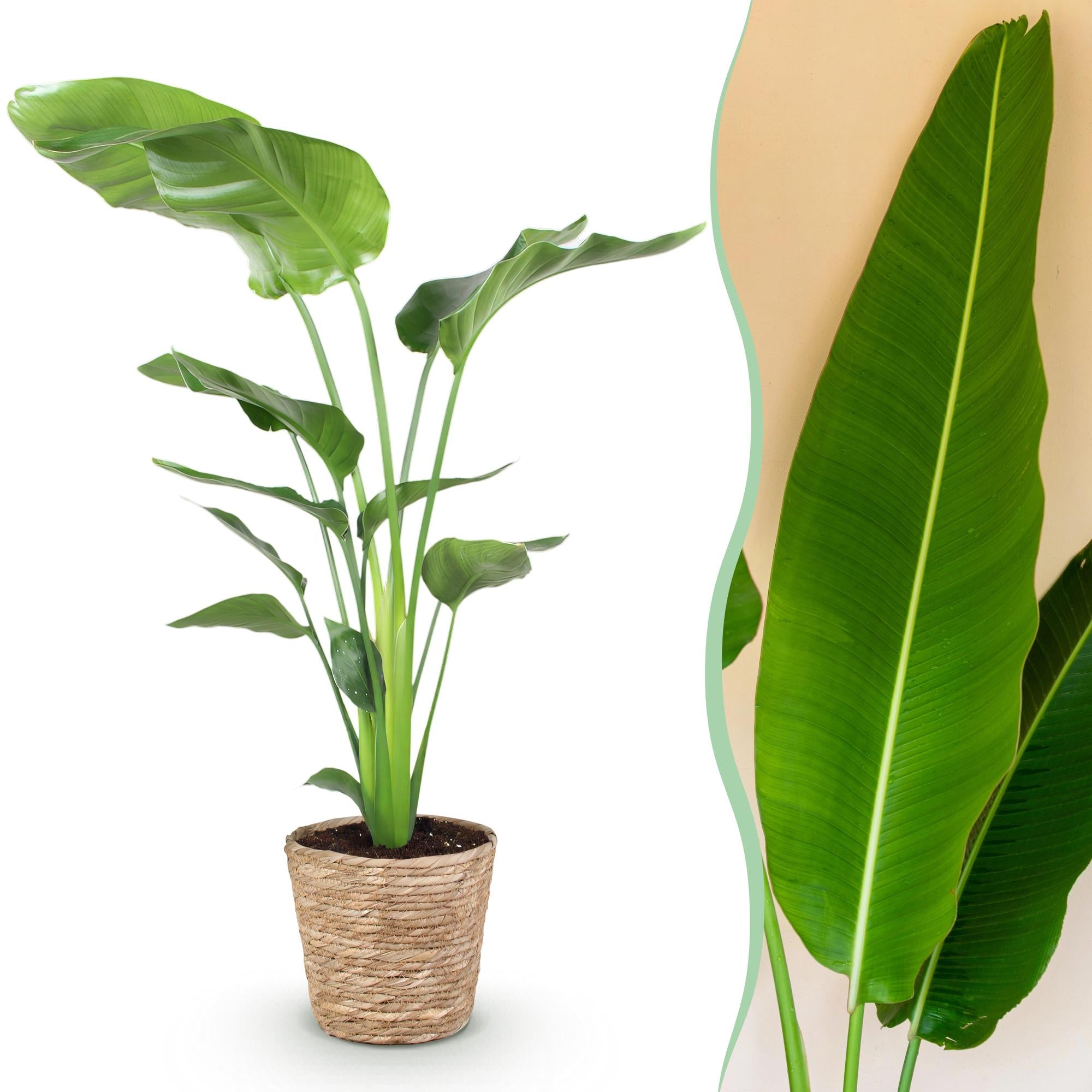 Witte paradijsvogelplant - Strelitzia nicolai - Ø21cm - ↕110-120cm